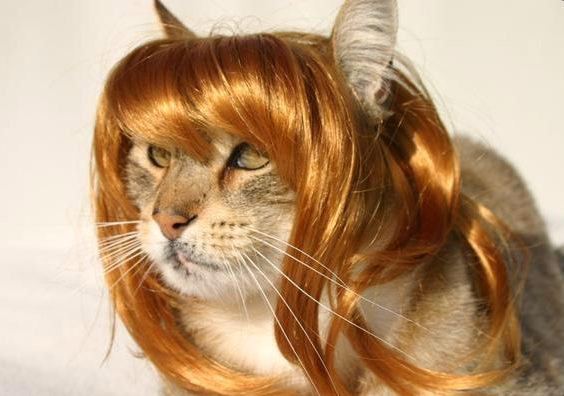 Прическа кошка фото 21 Cats Wearing Wigs Cats, Animals, Pets rock