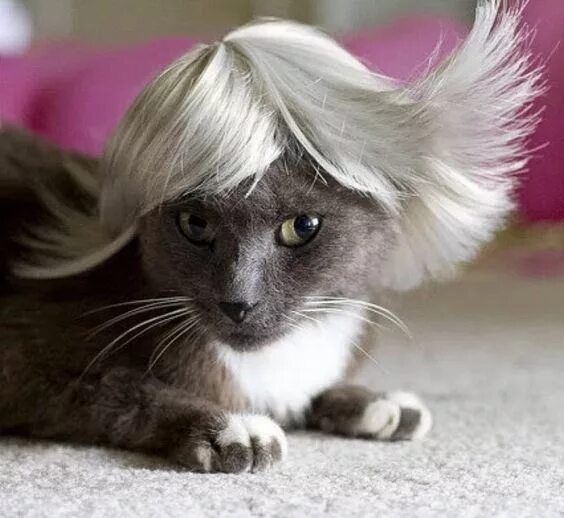 Прическа кошка фото 30 Cats In Wigs That Will Make You Laugh GALLERY - CatTime Cat haircut, Cat dres