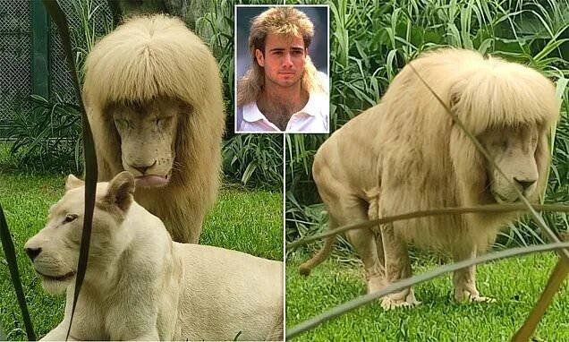 Прическа лев Lion wows zoo visitors with his 'business at the front, party at the back' hairs