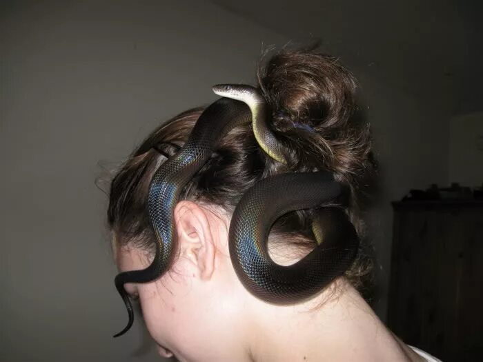 Прическа на год змеи Snakes in your hair! (duw)