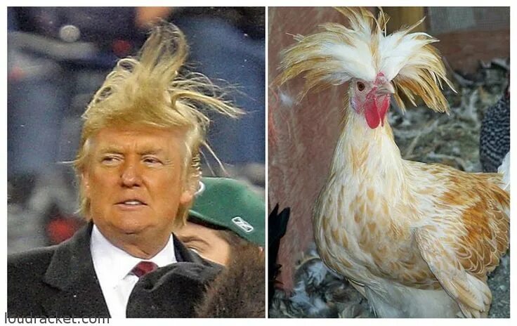 Прическа петух Trump's Hair Vs Nature - 15 Amazing Things That Look Like Trump Funny trump meme