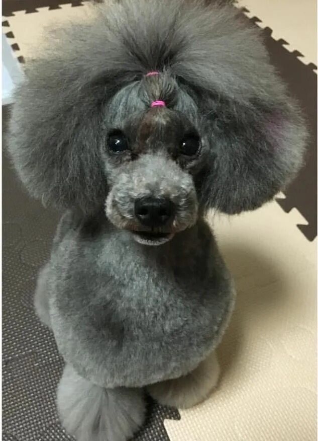 Прическа пудель женская Grooming Dog grooming, Dog haircuts, Poodle grooming