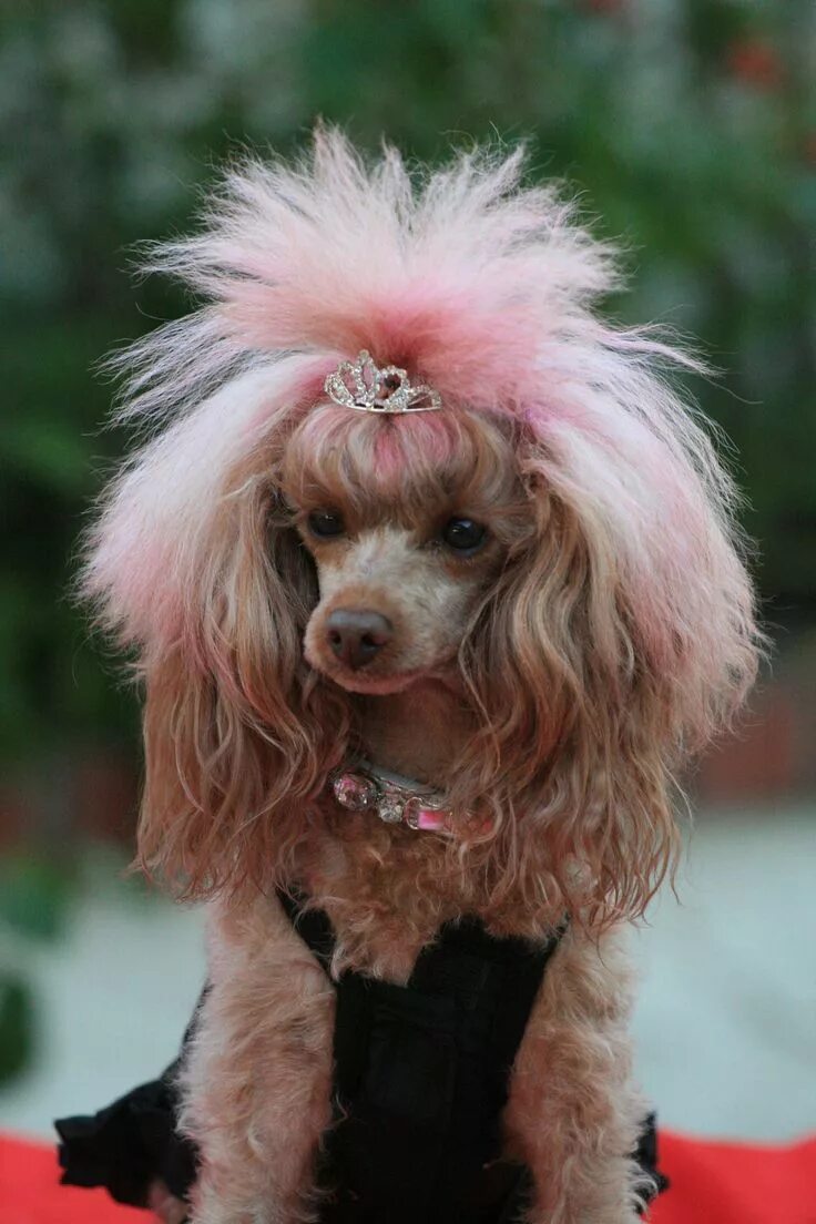 Прическа пудель женская 15 Poodles With Better Hairstyles Than You Poodle haircut, Cute dogs, Poodle