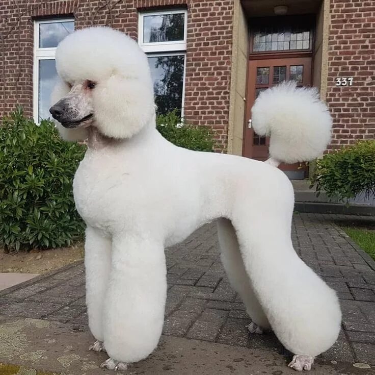 Прическа пудель женская Pin on Oodles of poodles Poodle haircut, Poodle puppy, Poodle grooming