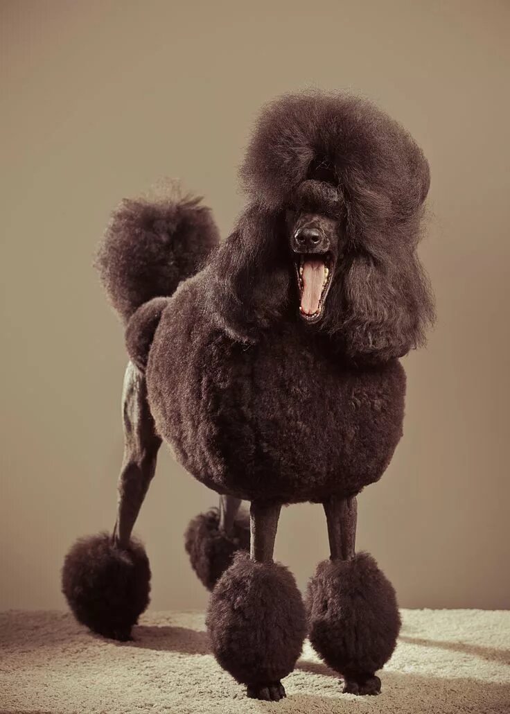 10 Haircuts for Poodles - With Styles and Pictures Peluquería de perros, Cortes 