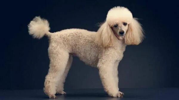 Прическа пудель женская 10 Haircuts for Poodles - With Styles and Pictures Peluquería de perros, Cortes 