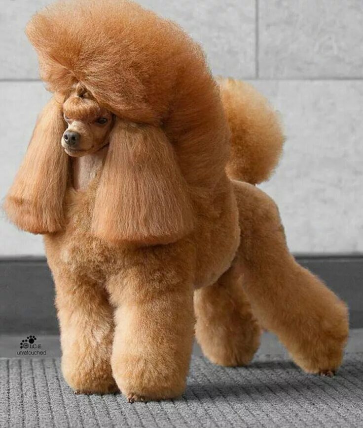 Прическа пудель женская Pin on poodles Poodle haircut, Toy poodle haircut, Dog haircuts