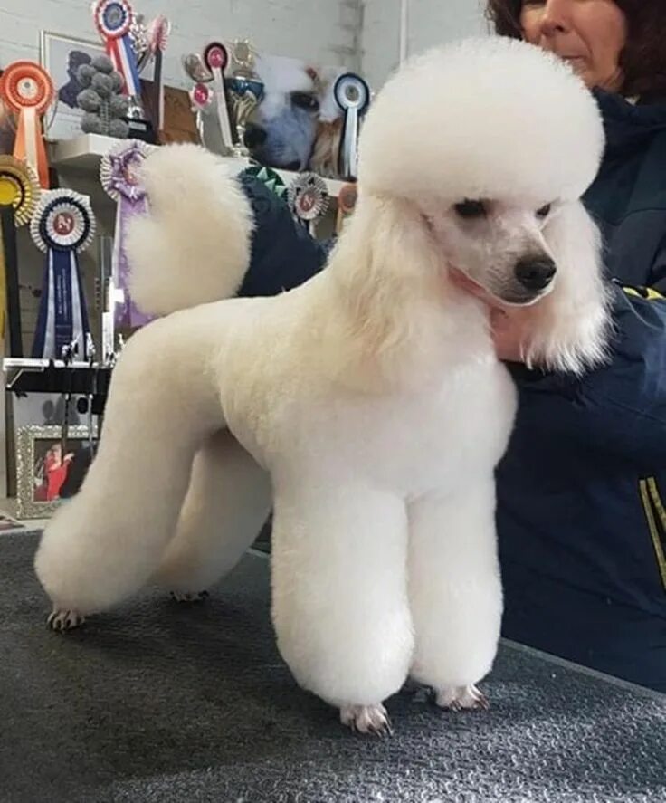 Прическа пудель женская 75+ Awesome Poodle Haircuts to Try Poodle haircut, Dog haircuts, Dog grooming