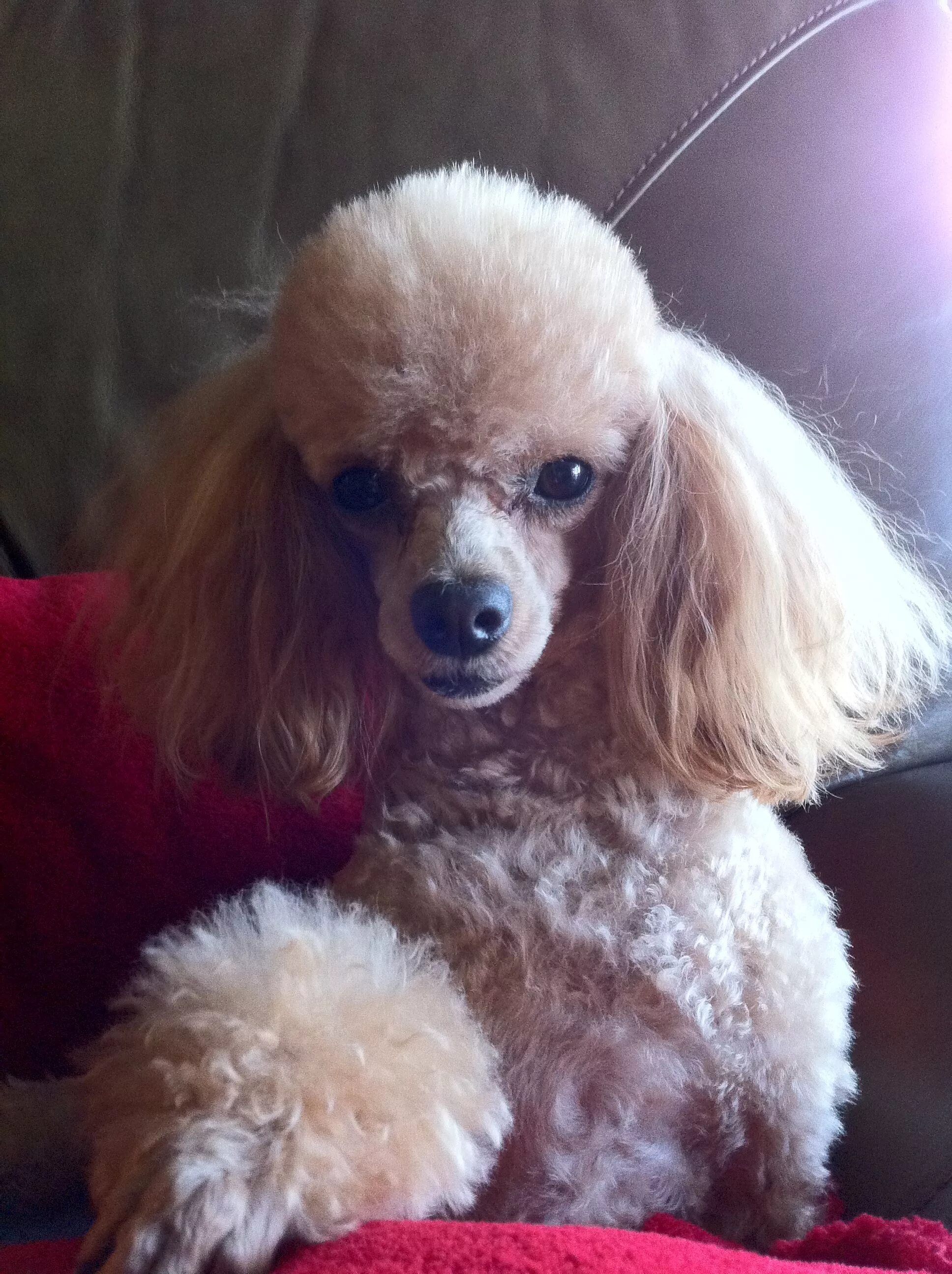 Прическа пудель женская Of course I can pose! Poodle puppy, Poodle dog, Toy poodle