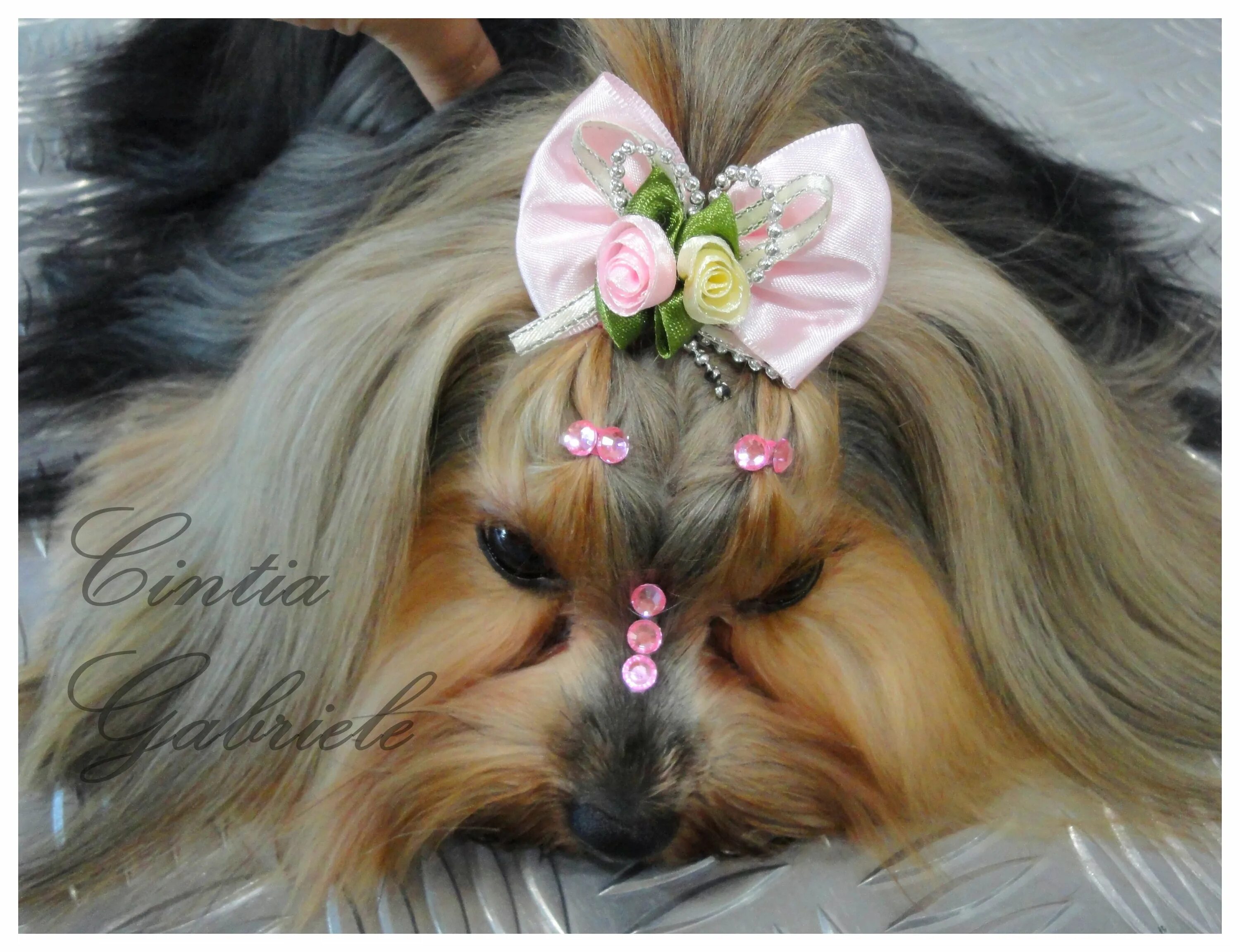 Прическа собаки для девочки Hairstyle Dog - Model: Yorkshire Nina Yorkshire, Penteados criativos, Cachorros 