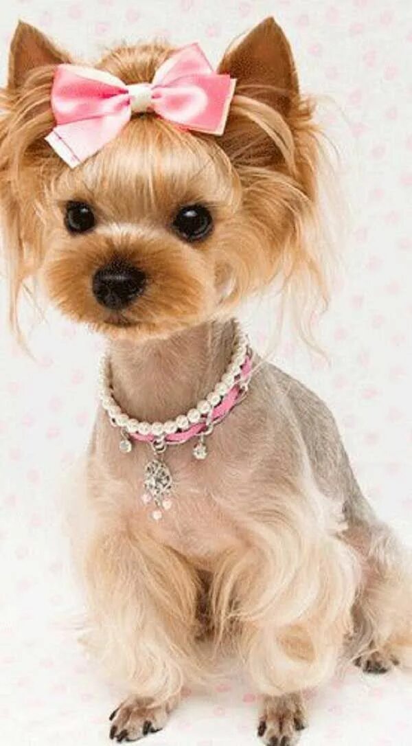 Прическа собаки для девочки Cute Yorkie Haircuts - Yorkiemag Yorkie haircuts, Dog haircuts, Yorkie hairstyle