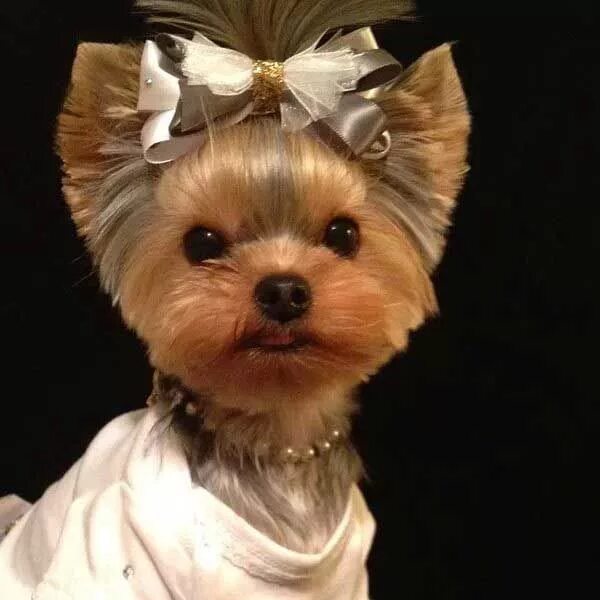 Прическа собаки для девочки Short haircut for Yorkie girl Yorkie haircuts, Yorkshire terrier puppies, Yorksh