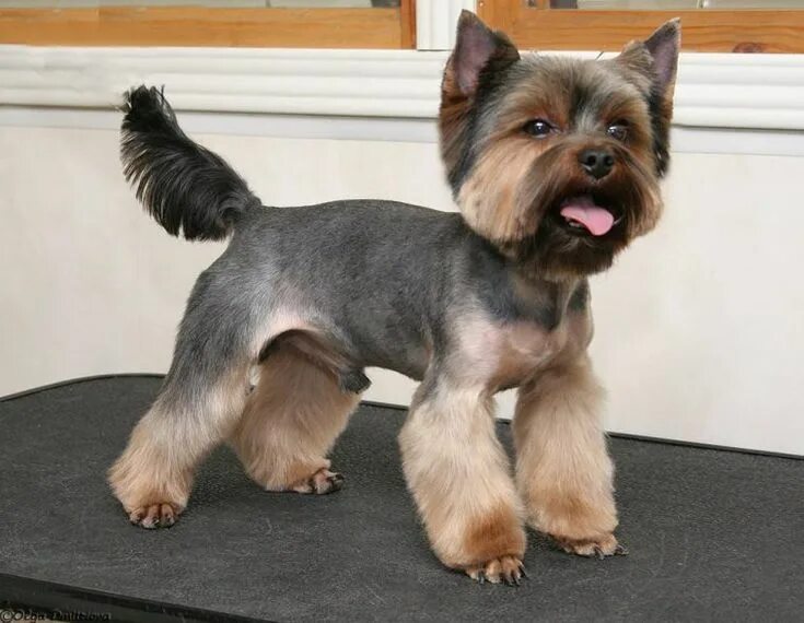 Прическа йорка фото 24 Best Yorkie Hairstyles for Males (Yorkshire Terrier Haircuts) - Page 3 - The 