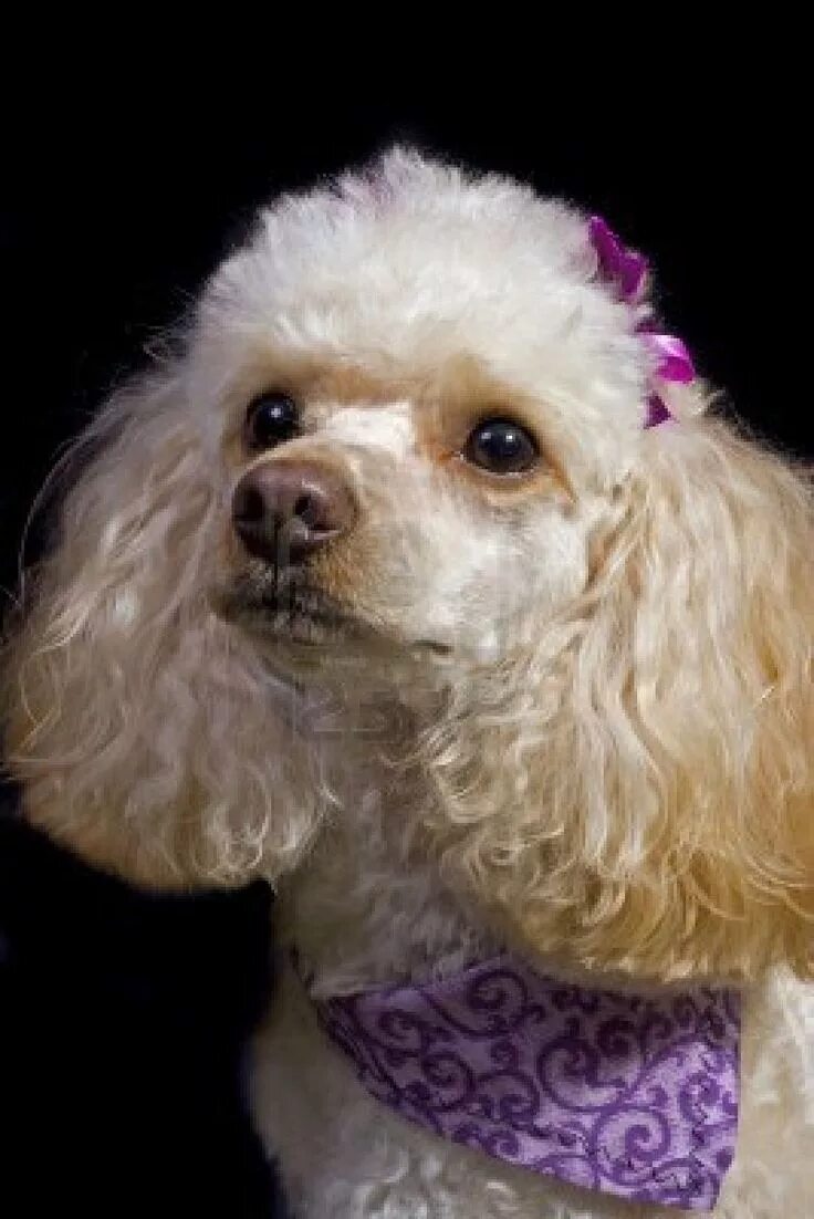 Прически для пуделя девочки Apricot Toy Poodle Poses Against Black Background