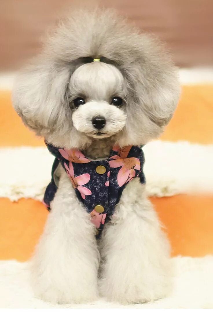 Прически для пуделя девочки Beautiful poodle Cute small dogs, Poodle dog, Cute dogs