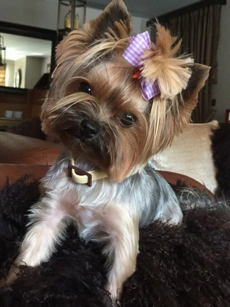 Прически для собак йорков девочек Pin by Emelie Irene on All about yorkies Yorkshire terrier, Yorkie terrier, York