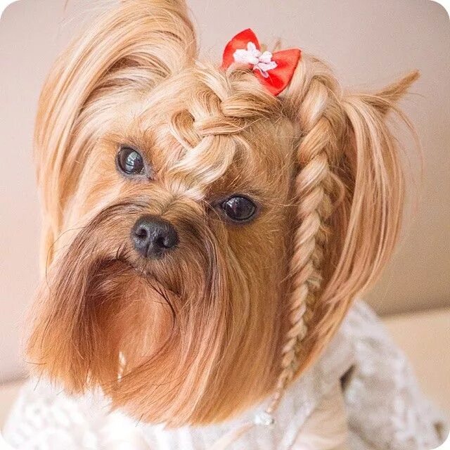 Прически для собак йорков девочек 22 Of The Fiercest Dog Hairstyles On The Planet Dog grooming styles, Yorkshire t