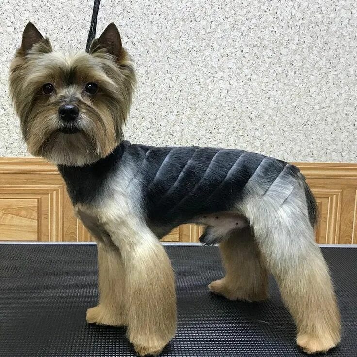 Прически для йорков мальчиков фото Stylish Yorkie Hairstyles for Square-Faced Males