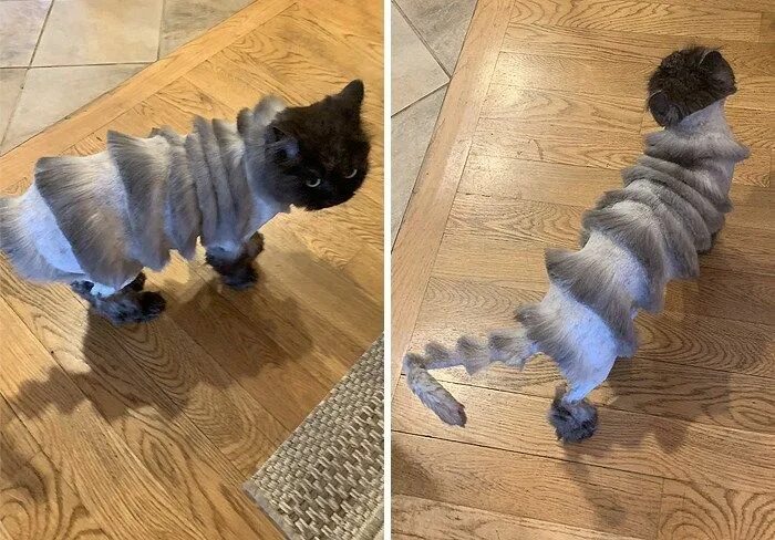 Прически кошки фото Dad Takes Cat To Groomer, Cat Comes Back Looking Like an Accordion Pet groomers,