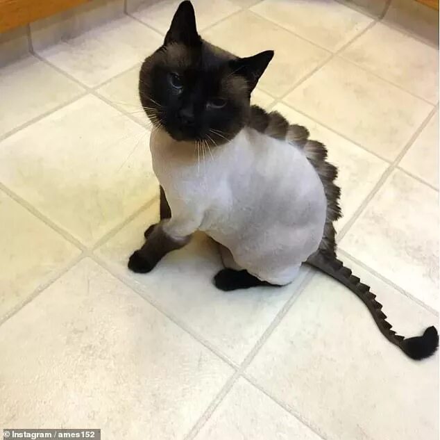 Прически кошки фото New trend sees cat owners grooming their pets to look like dinosaurs Cat groomin