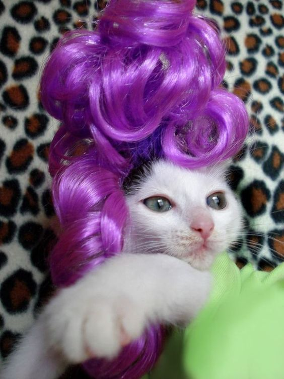 Прически кошки фото 30 Cats In Wigs That Will Make You Laugh GALLERY - CatTime Funny animals, Cats, 