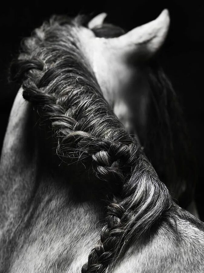 Прически лошадей фото Braided Mane Of Grey Horse by Henrik Sorensen Grey horse, Horse braiding, Horse 