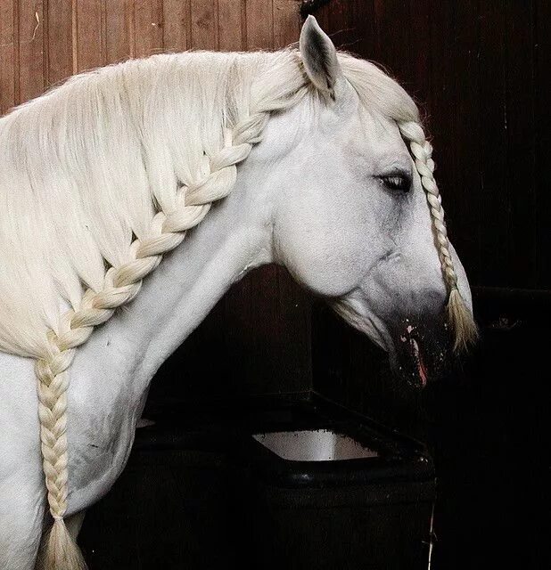 Прически лошадей фото the equus Horse braiding, Horse mane braids, Horses