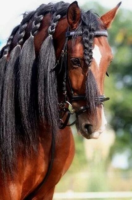 Прически лошадей фото Sometimes it's about the hair. Pura Raza Española stallion. Horses, Pretty horse