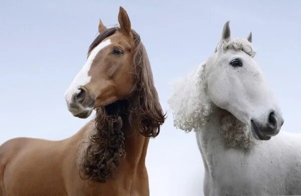 Прически лошадей фото Fryzura_konia_3383769.jpg (600 × 391) Horses, Horse mane, Most beautiful animals