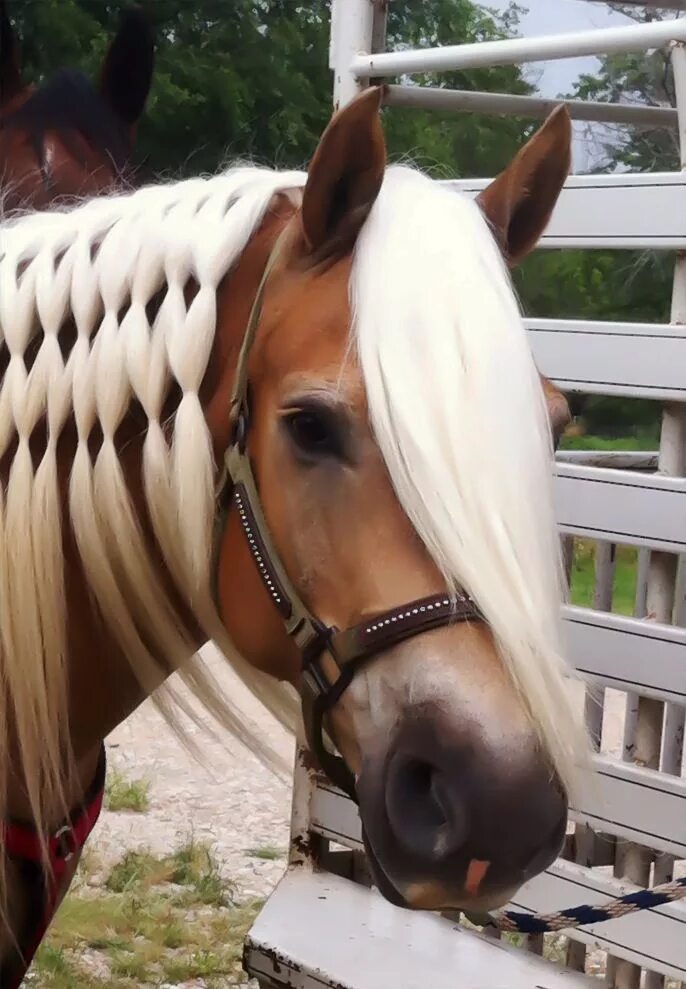 Прически лошадей фото ladeeda.co Horses, Pretty horses, Show horses