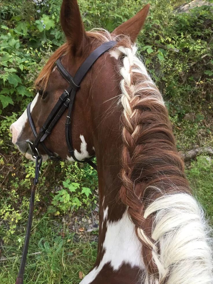 Прически лошадей фото Gorgeous Horse Coloring