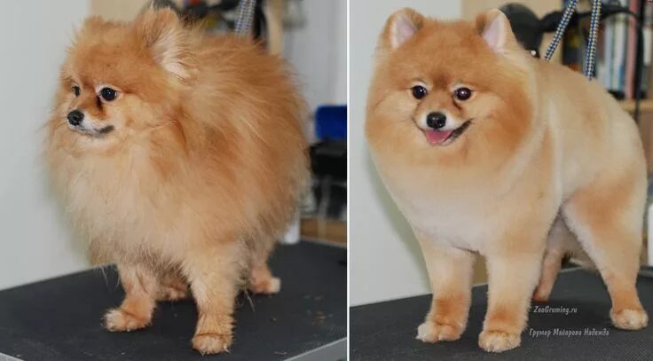 Прически шпица померанского фото Стрижка померанского шпица до и после. Grooming (grooming) Pomeranian before and