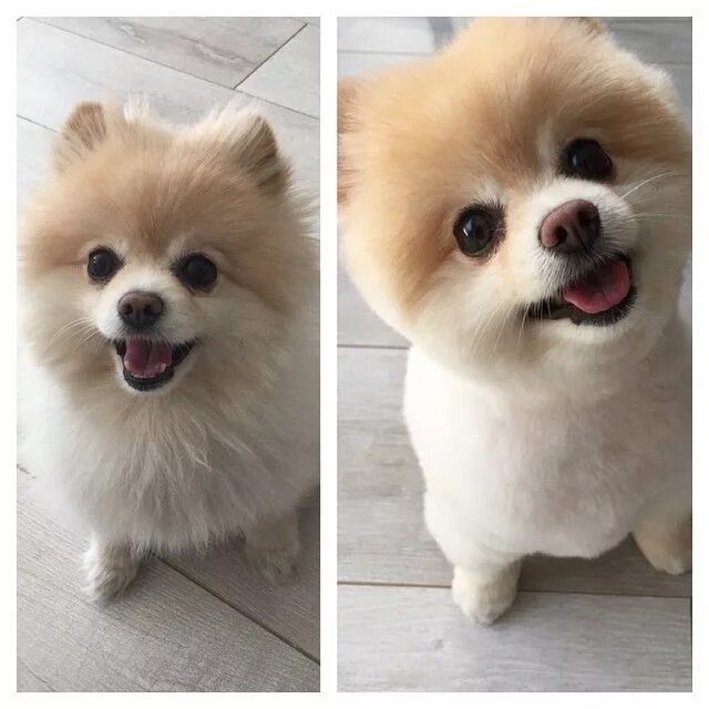 pictures of pomeranian hair cuts - Yahoo Image Search Results Dog haircuts, Pome