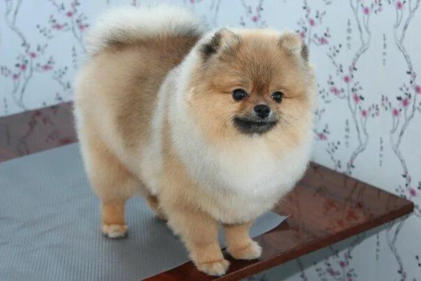 Прически шпица померанского фото pictures of pomeranian hair cuts - Yahoo Image Search Results Dog haircuts, Pome