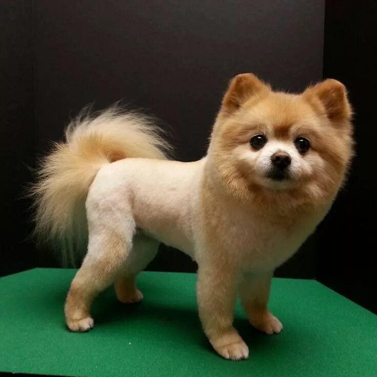 Прически шпица померанского фото Pin by Abby Aloni on Pomeranian haircuts Dog haircuts, Pomeranian haircut, Pomer