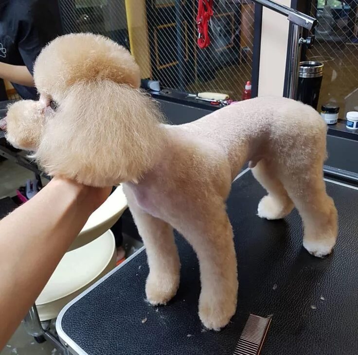 Прически той пуделя фото Grooming . Poodle grooming, Dog grooming, Toy poodle haircut