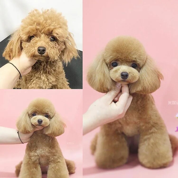 Прически той пуделя фото Dog Grooming School Pet Grooming Training Toy poodle haircut, Poodle haircut, Po