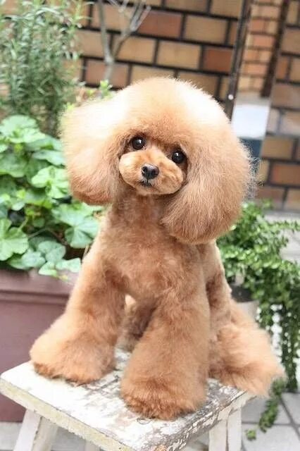 Прически той пуделя фото Просмотр темы - Пудель in 2021 Toy dog breeds, Cute cats and dogs, Poodle dog