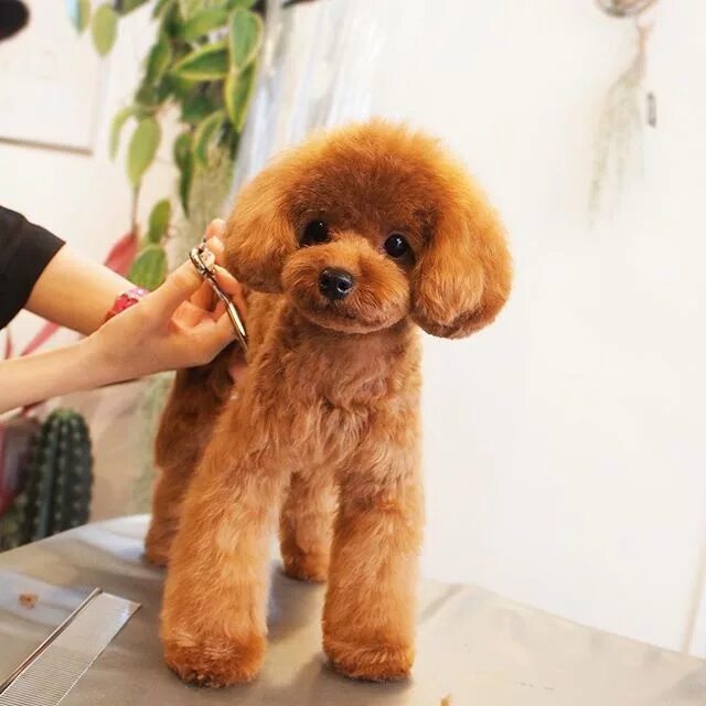 Прически той пуделя фото Pin on Bam Poodle Hairstyle