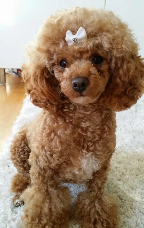 Прически той пуделя фото Image result for poodle haircuts Poodle haircut, Toy poodle haircut, Toy poodle