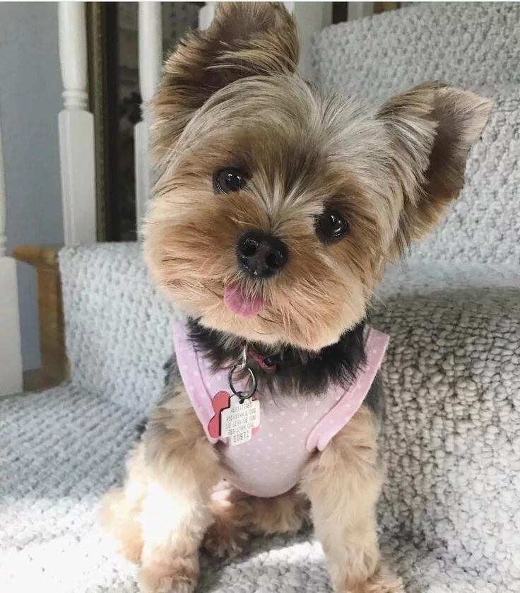 Прически йоркширских терьеров девочек фото Pin on Perros yorkie Yorkie puppy, Yorkie puppy haircuts, Yorkie haircuts