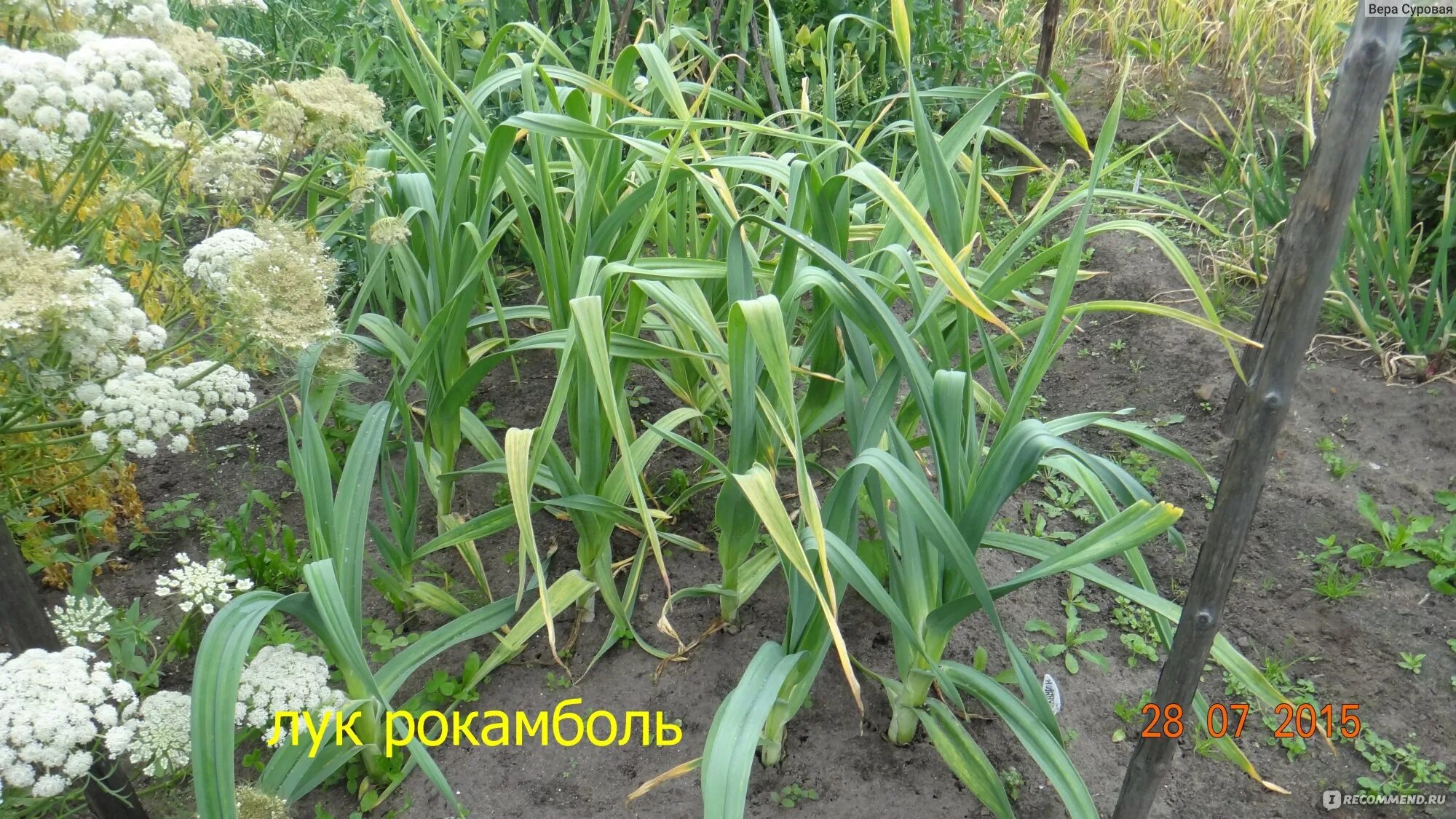 Причесночный лук рокамболь описание фото Рокамболь (Лук причесночный) - "Слоновий лук-чеснок и прочая..." отзывы