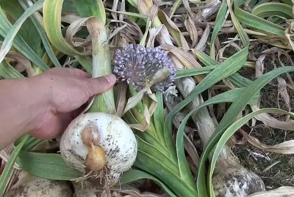 Причесночный лук рокамболь описание фото Good harvest of garlic and wood ash. By mid-June, the garlic will form heads. In