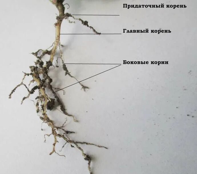 Придаточные корни картофеля фото Примеры учебных заданий, способствующие формированию предметных, метапредметных 