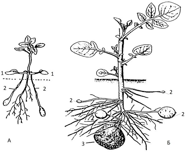 Придаточные корни картофеля фото ИЗОБРЕТАТЕЛЬ - сайт журнала " Технологии