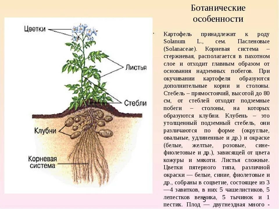 Придаточные корни картофеля фото Корневая система огурцов: длина и схема строения, как правильно окучивать