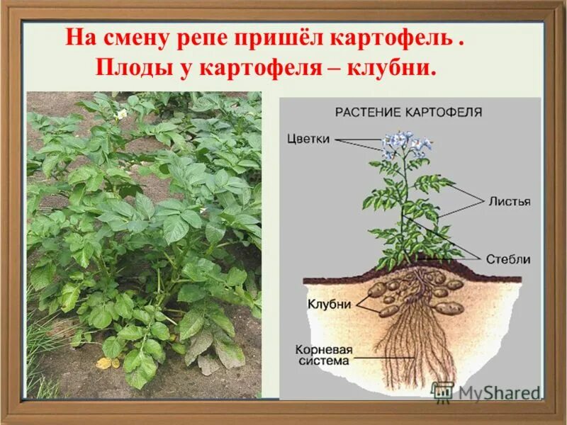 Придаточные корни картофеля фото Корневая система картофеля фото - Arhids.ru