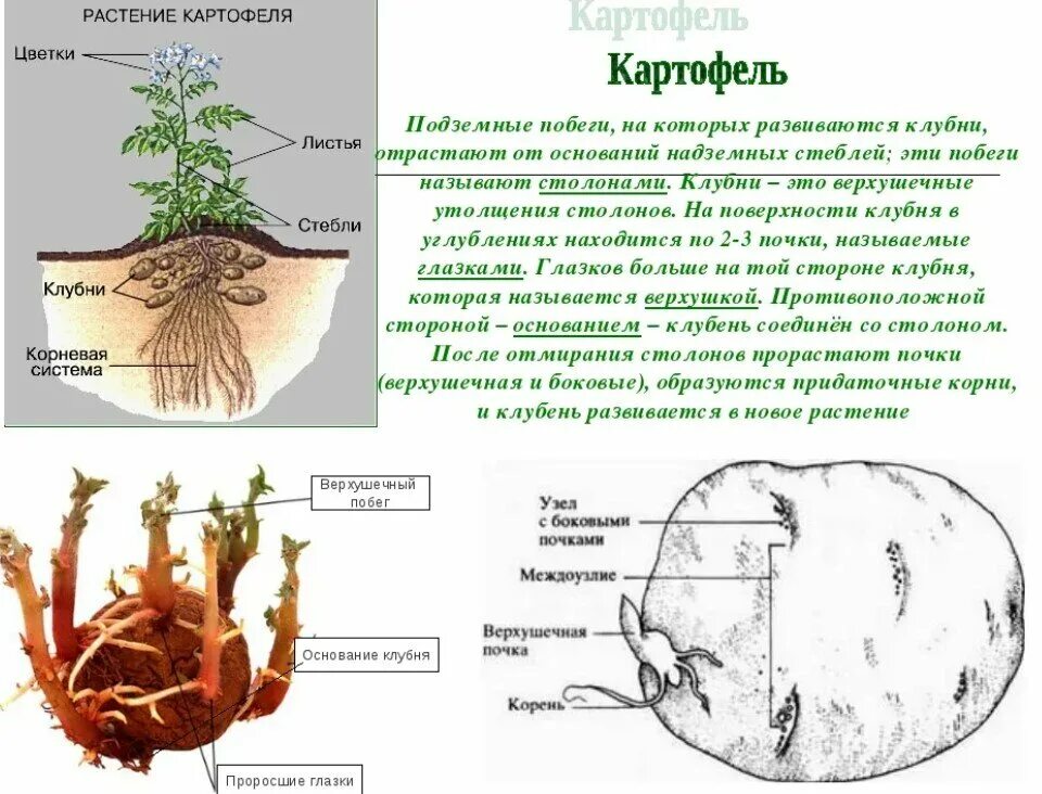 Придаточные корни картофеля фото Картинки ЛАБОРАТОРНАЯ РАБОТА СТРОЕНИЕ ПОДЗЕМНЫХ ПОБЕГОВ