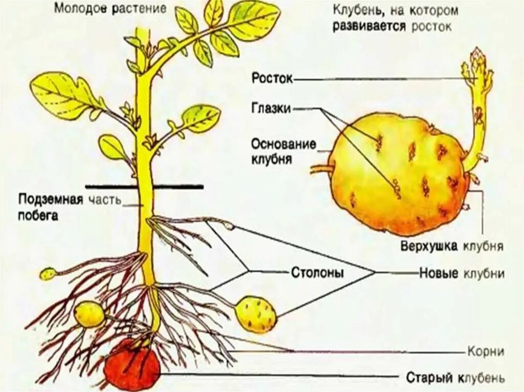 Придаточные корни картофеля фото Схема клубня