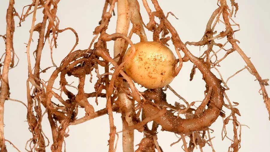 Придаточные корни картофеля фото In-field test helps spud farmers fight root knot nematode - Farmers Weekly